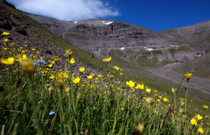 Grizzly Moth Site